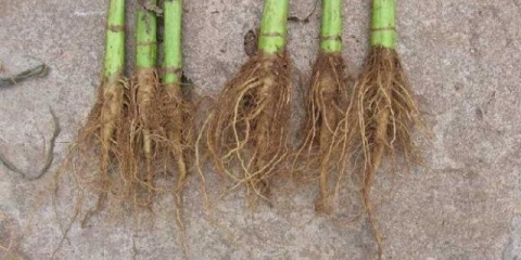 Korijen suncokreta: ljekovita svojstva i kontraindikacije